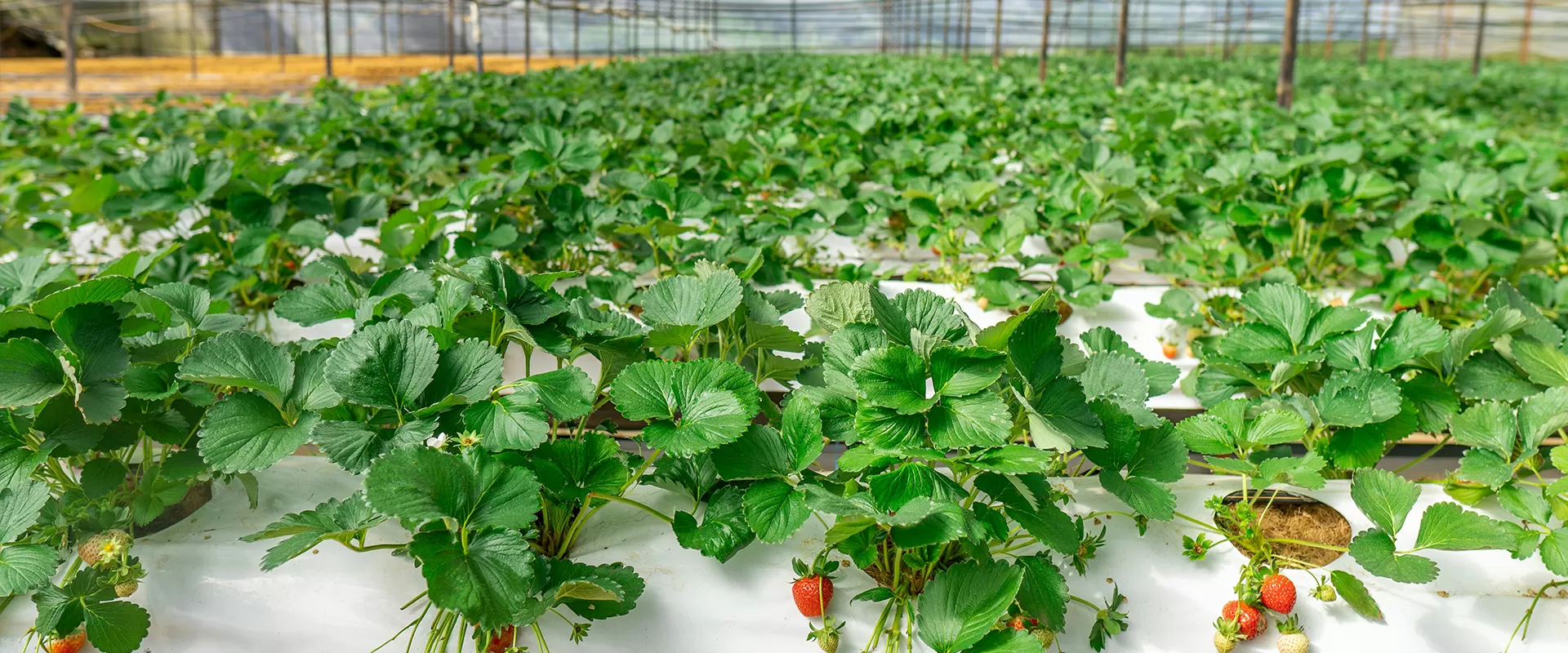 Commercial Agriculture Purification Systems