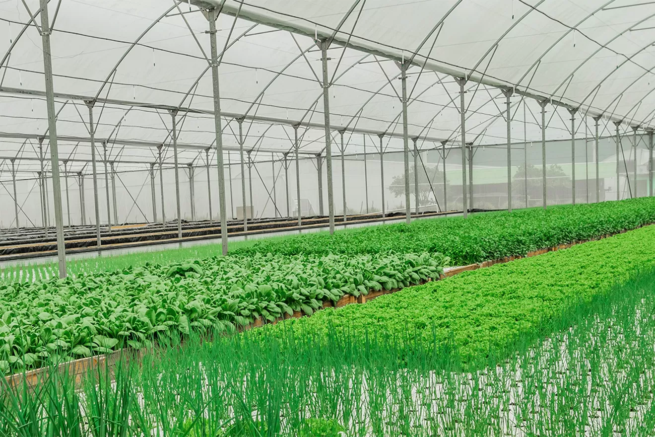 Commercial Agriculture