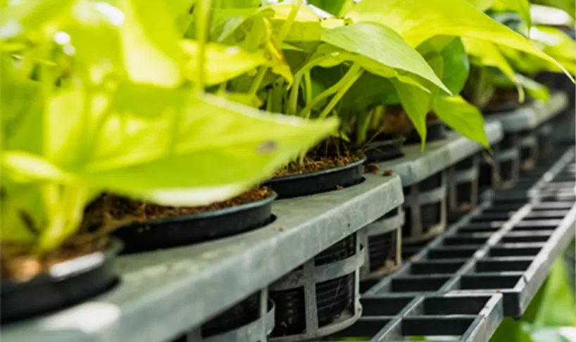 Purified Water for Indoor Agriculture