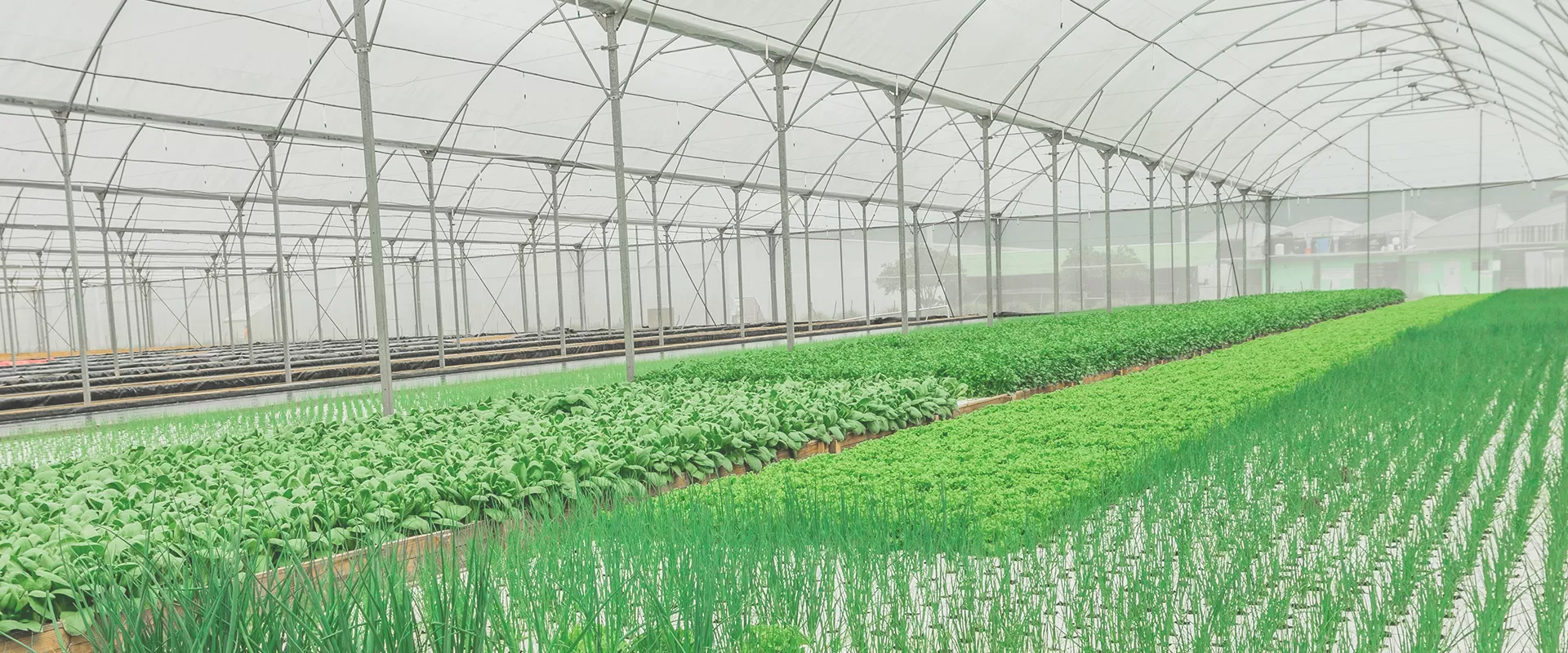 RO Water Purification Solution for Commercial Agriculture